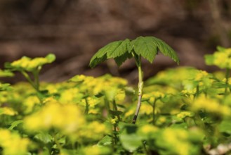 Close-up of the seedling of a maple tree (Acer) sprouting on the forest floor between