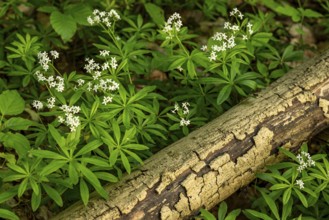Woodruff in bloom (Galium odoratum) growing on the ground of a forest next to an old branch,