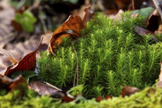 Common haircap moss (Polytrichum commune) grows between old leaves on the ground of a forest,