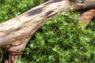 Common haircap moss (Polytrichum commune) wetted with water droplets from melted snow growing under