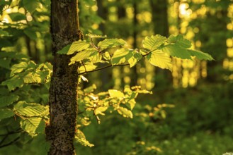 Close-up of the branches and leaves of a beech (Fagus) in atmospheric backlight, in the background