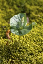 Close-up of the seedling of a copper beech (Fagus sylvatica) growing on the moss-covered ground of