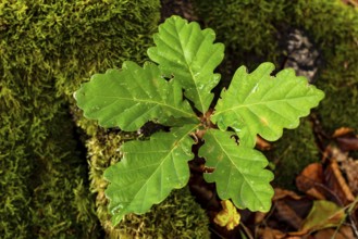A young shoot of a pedunculate oak (Quercus robur) with five leaves growing on a moss-covered tree