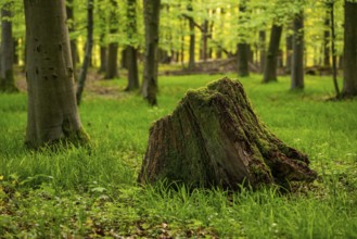 An old moss-covered tree stump lies on a grassy clearing in a deciduous forest in spring, Germany