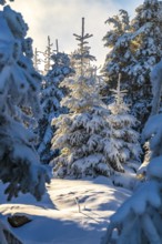 Picturesque spruces (Picea abies) in a densely snow-covered coniferous forest in the warm light of