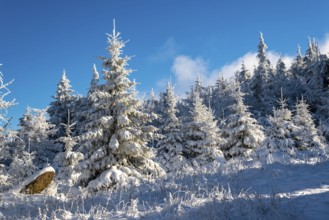 Young spruces (Picea abies) in front of a densely snow-covered coniferous forest under a clear blue