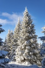 Spruces (Picea abies) in a densely snow-covered coniferous forest under a blue sky on a sunny day