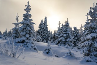 Picturesque winter landscape with snow-covered spruces (Picea abies) in a coniferous forest, bathed