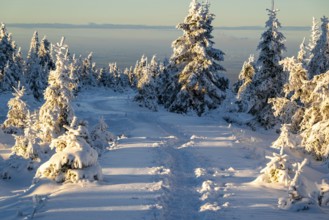 Idyllic, winding path through a wintery snow-covered coniferous forest in the light of dusk,