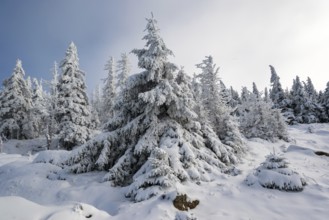 Spruce (Picea abies) covered in deep snow in front of a coniferous forest on a sunny day in winter,