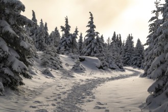 A picturesque trail snakes through a wintery snow-covered coniferous forest under a hazy sky in the