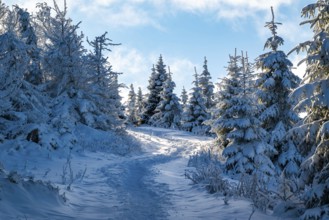Idyllic, winding trail through a snowy coniferous forest under a blue sky in atmospheric light,