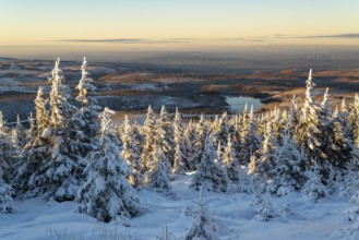 Wide view over the snow-covered spruces (Picea abies) of a coniferous forest to the hilly winter