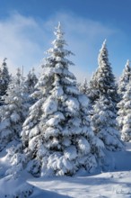 Picturesque spruces (Picea abies) in a densely snow-covered coniferous forest under a blue sky on a