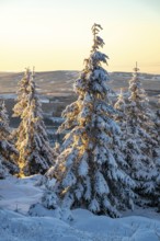 Picturesque spruces (Picea abies) in a densely snow-covered coniferous forest in the light of dusk