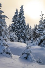 Spruce trees (Picea abies) covered in deep snow in a winter coniferous forest, bathed in a