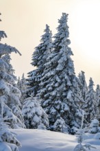 Snow-covered spruce trees (Picea abies) in a winter coniferous forest, bathed in a magical,