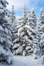 Group of winter spruces (Picea abies) in a densely snow-covered coniferous forest under a blue sky,