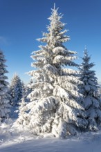 Spruce (Picea abies) in beautiful sunlight in a densely snow-covered coniferous forest under a