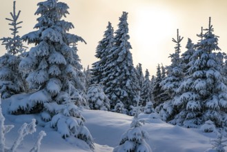 Picturesque winter landscape with snow-covered spruces (Picea abies) in a coniferous forest, bathed