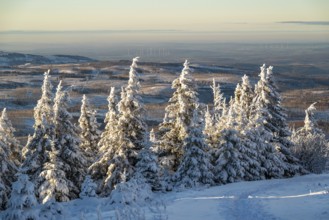 Wide view over the snow-covered spruces (Picea abies) of a coniferous forest to a hilly winter