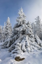 Spruce (Picea abies) covered in deep snow in front of a coniferous forest on a sunny day in winter,