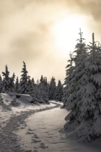 A picturesque trail snakes through a wintery snow-covered coniferous forest under a hazy sky in the