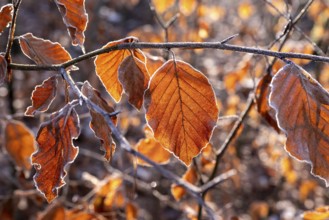 Close-up of branches of a beech (Fagus) with autumnal red-brown coloured leaves covered with frost
