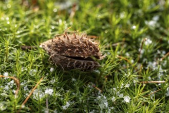 Macro photograph of the empty fruit cup or seed capsule of beechnuts of a copper beech (Fagus