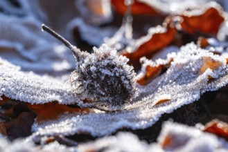 Macro photograph of the empty fruit cup or seed capsule of beechnuts of a copper beech (Fagus