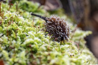 Macro photograph of the empty fruit cup or seed capsule of beechnuts of a copper beech (Fagus