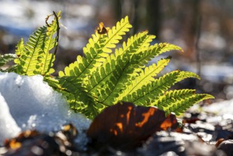 Macro shot of a small fern frond in backlight, surrounded by snow on forest floor, Germany