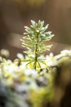 Close-up of a small pine sprout covered with frost at the bottom of a forest, blurred background,