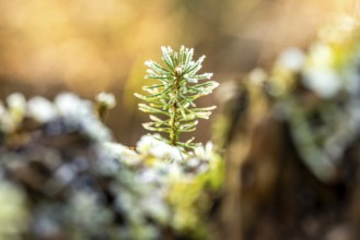 Close-up of a small pine sprout covered with frost at the bottom of a forest, blurred background,