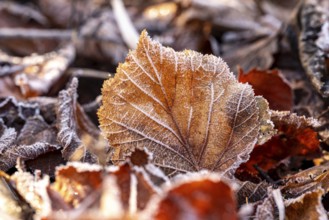 Close-up of an autumnal red-brown coloured, frost-covered leaf of a Common hazel (Corylus