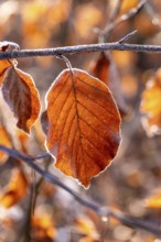 Close-up of an autumnal red-brown coloured leaf of a beech (Fagus) covered with frost in