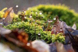 Macro photograph of deciduous moss (Bryophyta) with sporophytes, wetted with water droplets