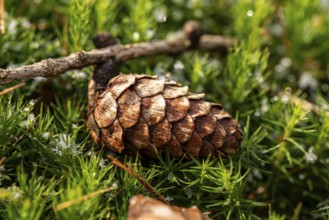 Close-up of the cone of a European larch (Larix decidua) on green lady's moss (Polytrichum commune)