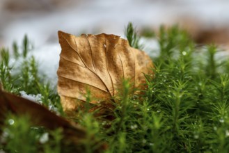 Close-up of a beech leaf (Fagus) between green lady's moss (Polytrichum commune) in the forest,