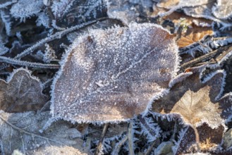 Close-up of a beech leaf (Fagus) covered with frost and ice crystals on the ground of a winter