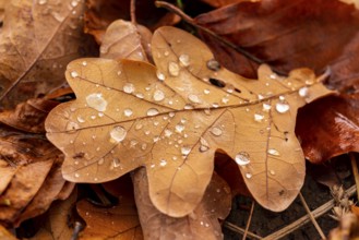 Close-up of the leaf of an oak (Quercus) in autumnal brown colouring on the ground of a forest,