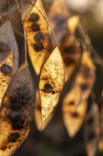 Close-up of the dry seed pods of Perennial honesty (Lunaria rediviva) in autumnal backlight,