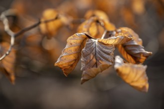 Close-up of the branch of a beech (Fagus sylvatica) with autumnal yellow-orange leaves shining in