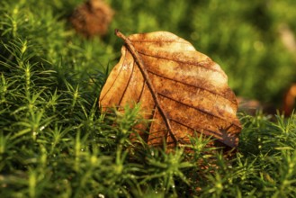 Close-up of an autumnal brown coloured leaf on green lady's moss (Polytrichum commune) in the