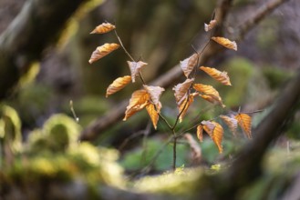 Young beech (Fagus) with dried, golden-brown leaves glowing in the soft forest light, surrounded by