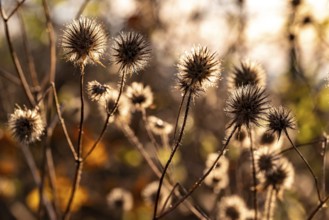 Dry thistles (Echinops) Dry fruiting stems of the hairy teasel (Dipsacus pilosus) glow in autumn