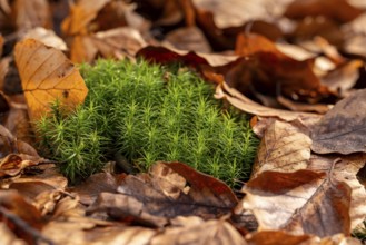 Common haircap moss (Polytrichum commune) grows among old autumn leaves on the forest floor,