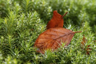 Close-up of autumnal brown coloured leaves on green lady's moss (Polytrichum commune) wetted with
