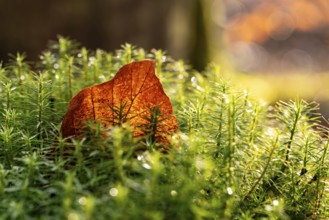 Close-up of an autumnal brown coloured leaf amidst green lady's moss (Polytrichum commune) wetted