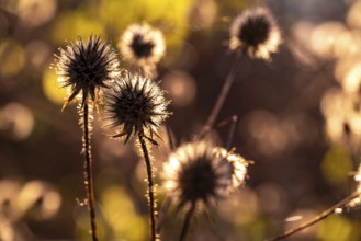 Close-up of the dry fruiting stems of the hairy teasel (Dipsacus pilosus) in autumnal backlight,